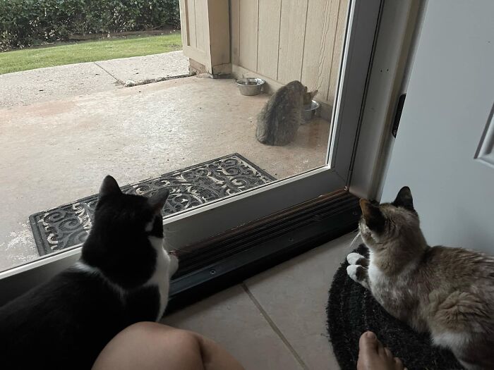 Not My Cat (The One Outside) However, I Have Named Her, I’ve Been Feeding Her Daily For A Couple Of Weeks And The Neighbors Are Starting To Ask Me About Her