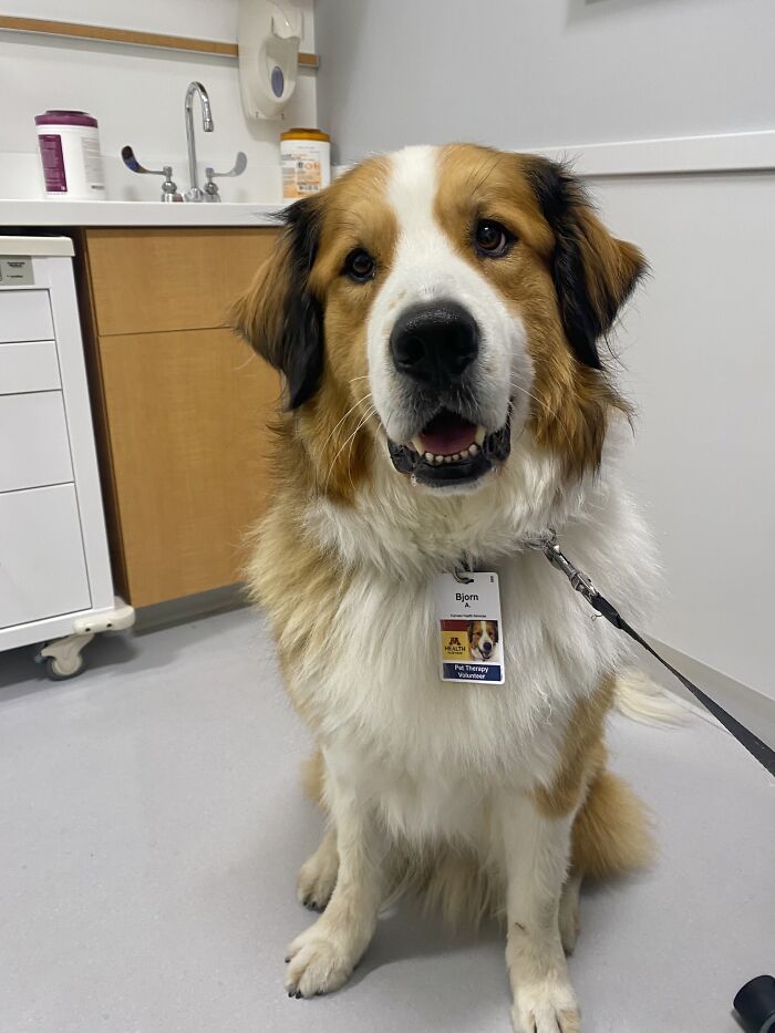 Nothing Beats A Floofy Dogtor With Credentials! His Name Is Bjorn, And You Can Find Him Seeing Patients In The Cancer Clinic With His Dad, Who Is My Surgeon! They Are Really, Truly, Seriously The Very Best