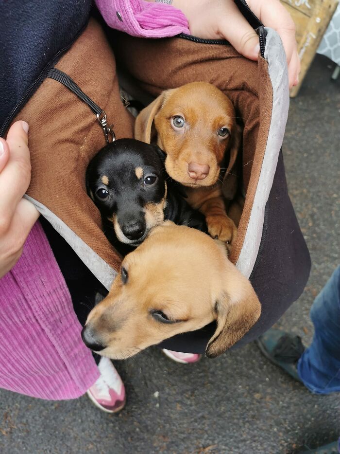 Went To The Local Market And There's These Beautiful Puppys Going For A Outing