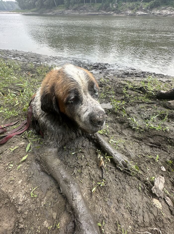 Bachelor Party Takes Unexpected Twist When They Hear Dog Barking In The Mud Bachelor Party Takes Unexpected Twist When They Hear Dog Barking In The Mud