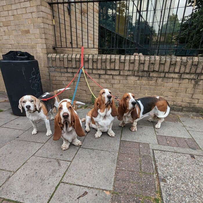 I Literally Cannot Believe This, Not One But 3 Bassets (And A Bagel)