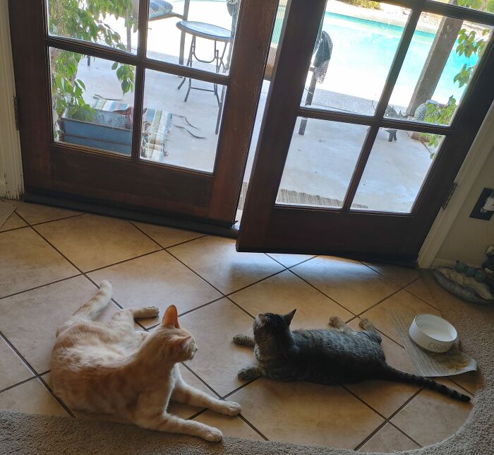 In This Photo Are A Nmc And A Mc Hanging Out In My House Together. Orange Tabby Is A Stray Nmc. It Is Over 110 Degrees Here In Phoenix I Couldn't Leave Him Out In The Heat, Could I?