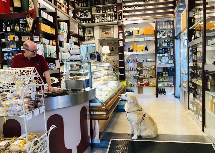 Spotted This Beautiful Dog Getting A Snack In His Favourite Café Every Afternoon In A Small Town In Italy