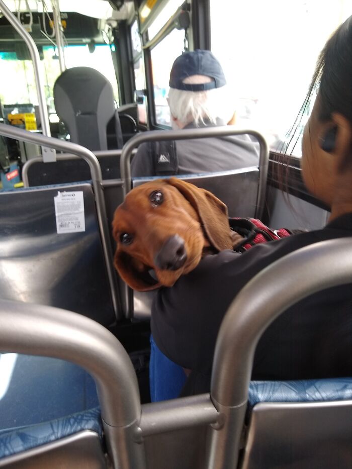 Met This Fine Pup Unexpectedly On The Bus. Sat Down Behind Them Without Even Noticing They Had A Dog, Then The Little Head Popped Up Like "Wassup?"