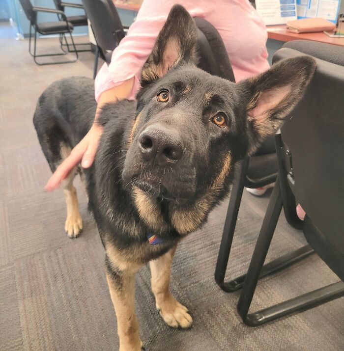 Blue Came In To My Work With His Mom Today 😭 Look At That Beauty