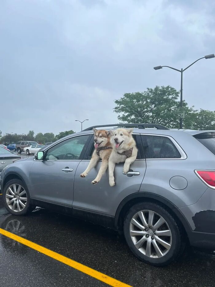 Double Trouble In The Coney Parking Lot
