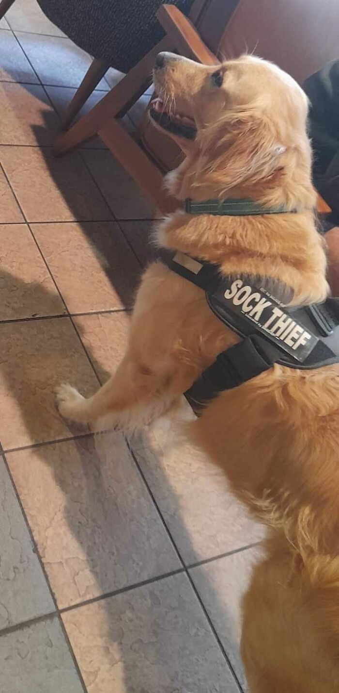 Spotted This Good Boi That Can Admit His Faults Patiently Waiting For His Pup Cup