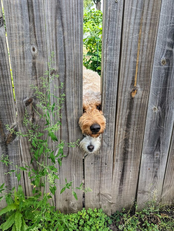 When I Walk My Dog Every Day We Usually See The Nose On Top Stick His Little Face Out Of His Fence In His Yard As We Walk By, But Today We Got An Extra Hello!