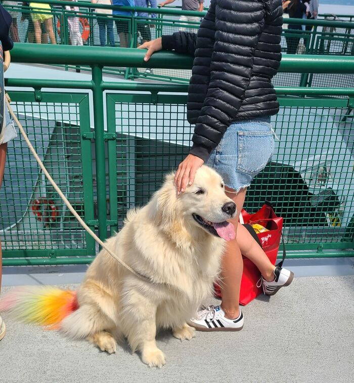 Another Beautiful Ferry Pup 