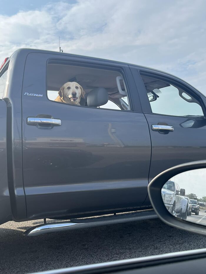 A Senior Good Boi At A Stop Light. 😍 I Thought I Felt Someone Looking My Way