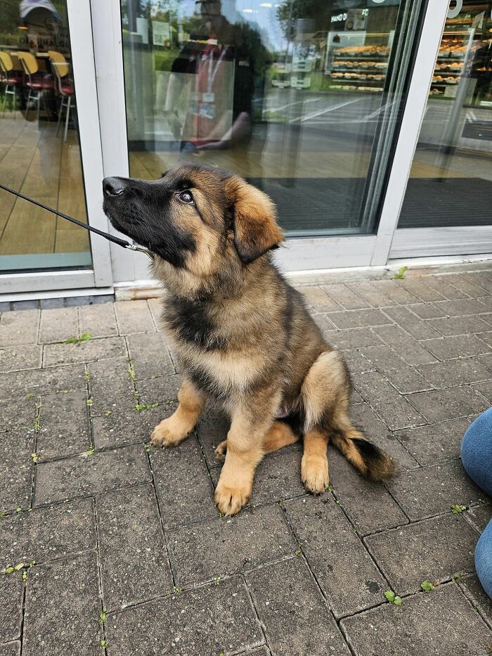 The Cutest German Shepherd I Have Seen In A Long Time! 10 Weeks Old