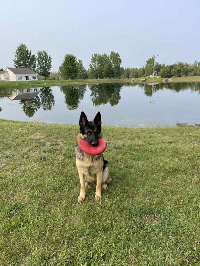 Camping In Michigan And This Babe Was Playing Frisbee. I Stopped And Asked To Get A Photo She Walked In Front Of The Pond Got Her Frisbee Perfect And Waited For A Quick Photo Shoot.. Her Name Was Sandy She Was A Good Girl Would Throw Frisbee And Pet Again!