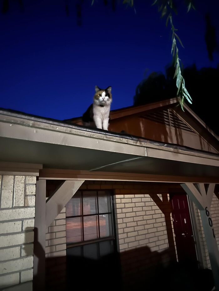 This Is My Roof, This Is Not My Cat