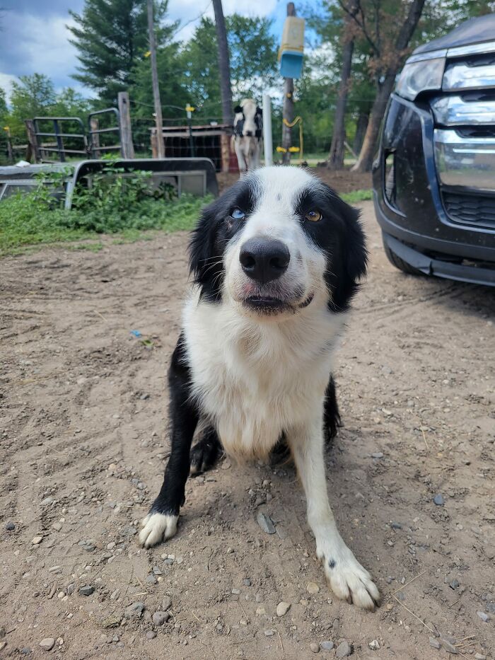 Jake The Farm Hand Who Doesn't Know How To Herd But Is 100/10 The Sweetest Boy
