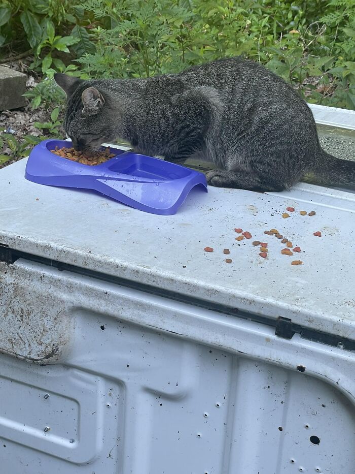 Day 3 Of My House, Not My Cat. Scooter Came Running As Soon As I Came Out Of The House This Morning