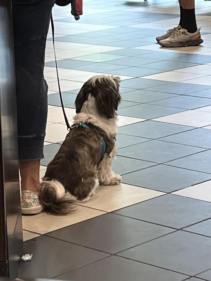 Spotted This Very Polite Doggo In Myrtle Beach, South Carolina. He Politely Sat Still & Even Lied Down For A While As His Owner Got Coffee. Then He Scampered Away With Her. 11/10