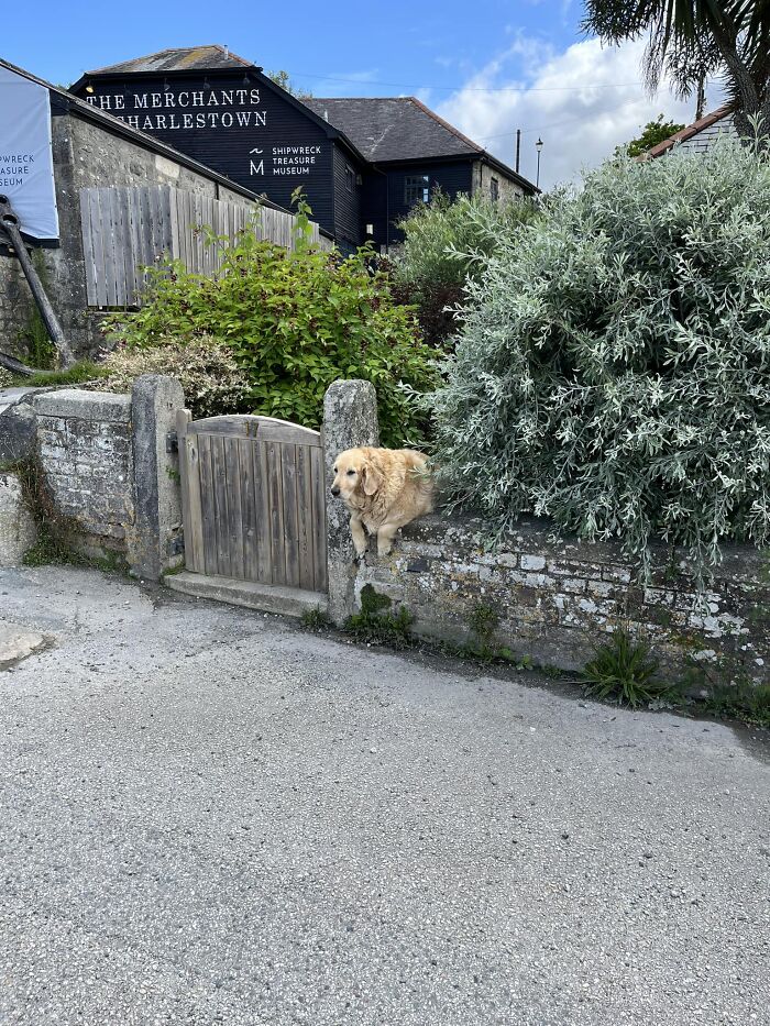 The Goodest Of Boys Waiting For Pats In Charlestown Cornwall