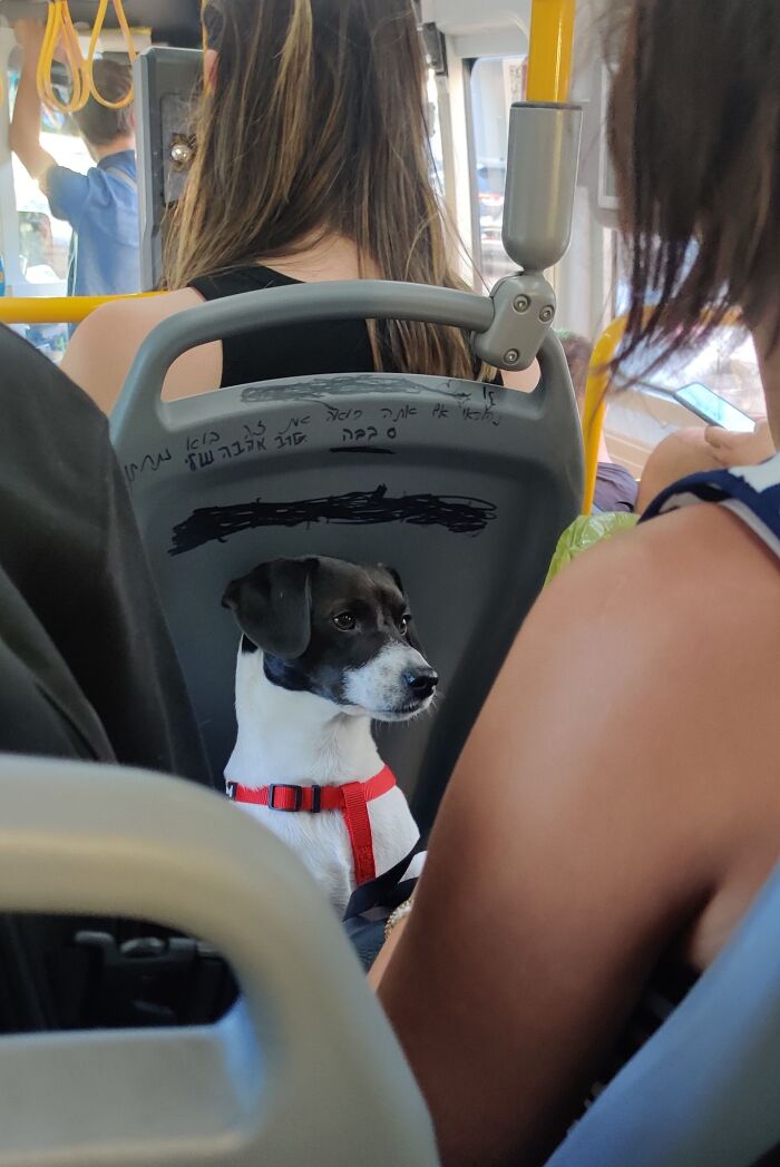 Spotted This Fine Gentleman On The Bus, Waiting Patiently For Treats