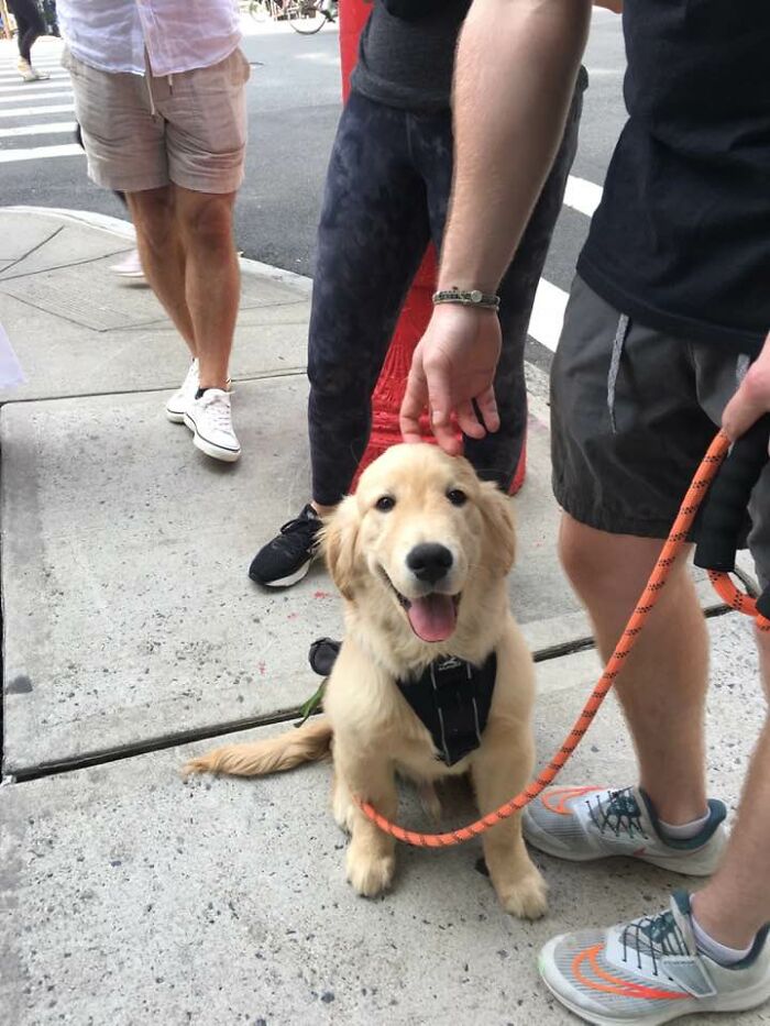 Willie, 5 Month Old Golden Retriever. He’s Visiting New York From Miami. Park Avenue In Manhattan. 8/5/23
