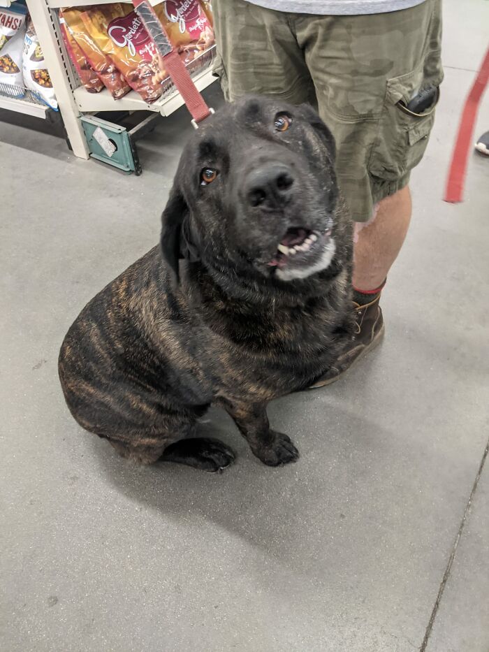 Saw This Good Girl Today! She Was Super Sweet And Built Like A Bear, She Is A Lab/Mastiff. Just Alllllll Muscle. Her Heart Was Huge In My Hands! 10/10 Would Pet Again