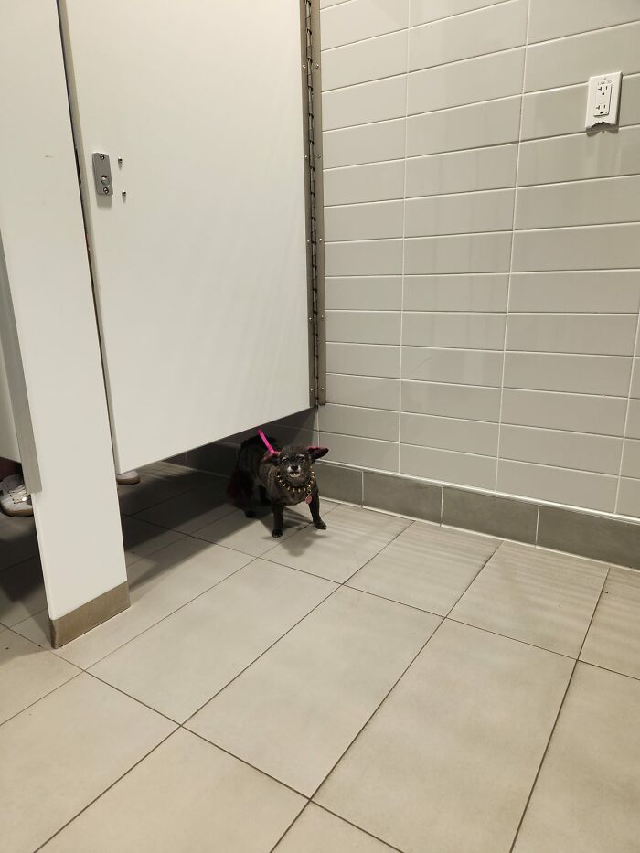 Dog Spotting For Her Mom In Restroom In Key West Airport