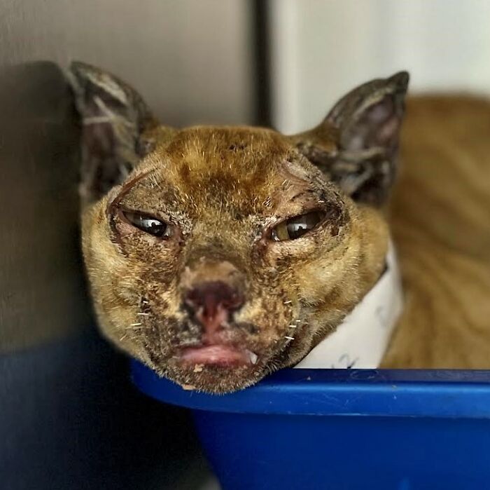 Hope Among Ashes As Maui Community Unites In Helping Wildlife Impacted By Fire Hope Among Ashes As Maui Community Unites In Helping Wildlife Impacted By Fire