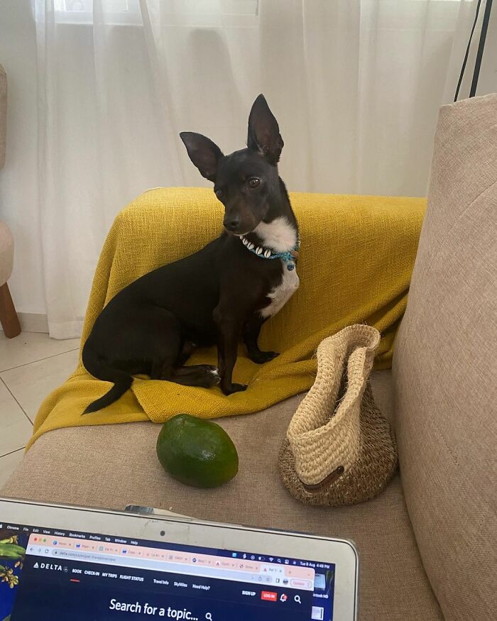 Woman Shares Anguish Over Delta Airlines Losing Her Beloved Pooch In Atlanta Airport Woman Shares Anguish Over Delta Airlines Losing Her Beloved Pooch In Atlanta Airport