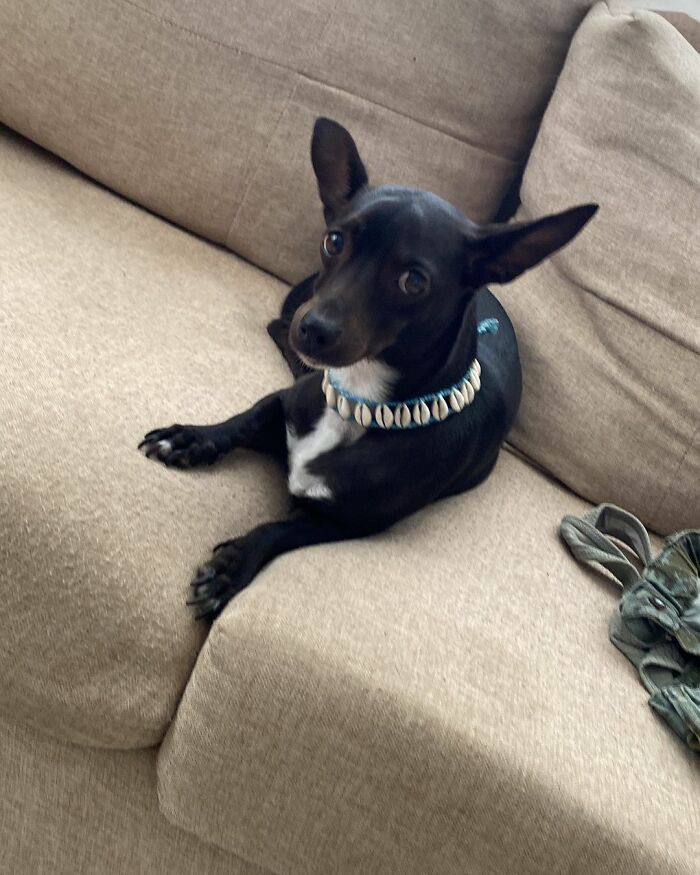 Woman Shares Anguish Over Delta Airlines Losing Her Beloved Pooch In Atlanta Airport Woman Shares Anguish Over Delta Airlines Losing Her Beloved Pooch In Atlanta Airport