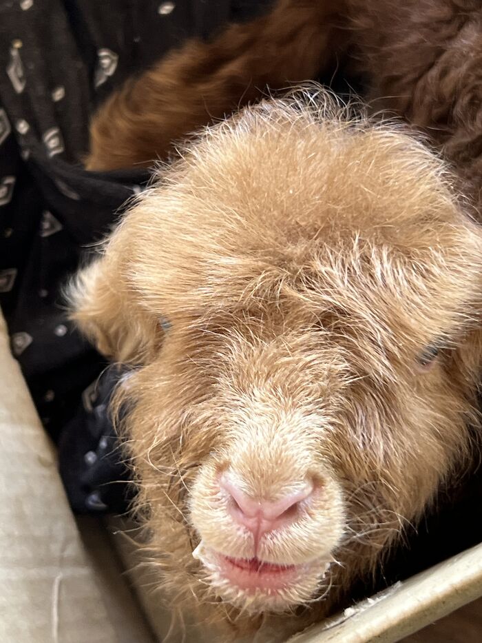 My Journey Of Hand-Rearing An Abandoned Lamb; Here Are The First Six Days My Journey Of Hand-Rearing An Abandoned Lamb; Here Are The First Six Days