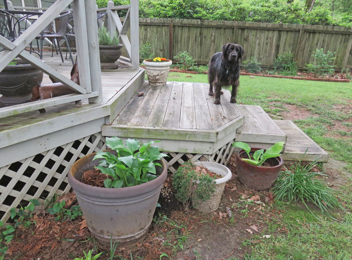 "Neighbor Doesn't Like Me Using My Own Garden" "Neighbor Doesn't Like Me Using My Own Garden"