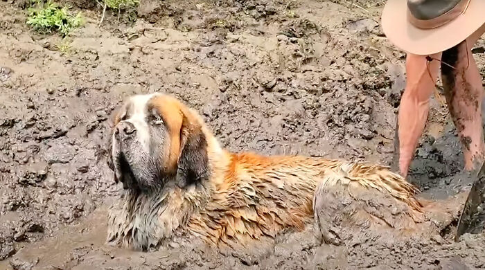 Bachelor Party Takes Unexpected Twist When They Hear Dog Barking In The Mud