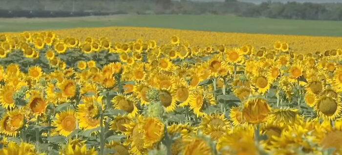 “It Made Me Feel Very Special”: Man Surprises Wife Of 50 Years With A Field Of 1.2M Sunflowers