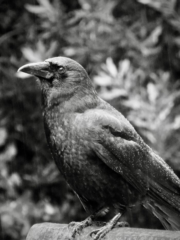 A Crow In The Rain (B&w)