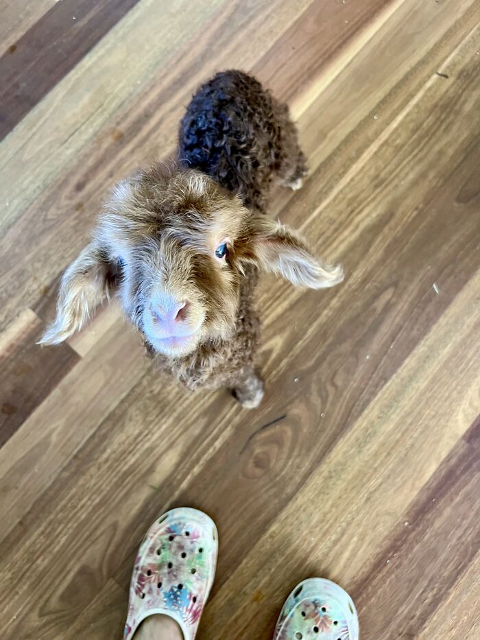 My Journey Of Hand-Rearing An Abandoned Lamb; Here Are The First Six Days My Journey Of Hand-Rearing An Abandoned Lamb; Here Are The First Six Days