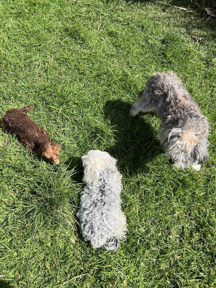 My Journey Of Hand-Rearing An Abandoned Lamb; Here Are The First Six Days My Journey Of Hand-Rearing An Abandoned Lamb; Here Are The First Six Days