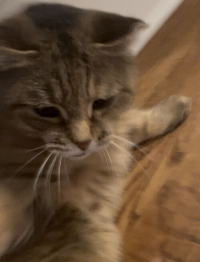 My Cat As She Smacked Me In The The Face For No Reason :(