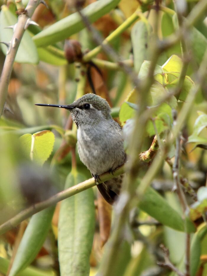 A Female Anna’s Hummingbird