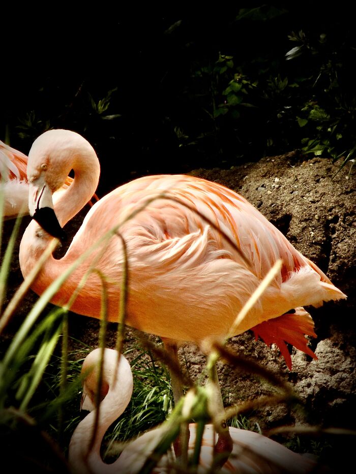 A Flamingo At The Zoo