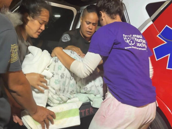 Hope Among Ashes As Maui Community Unites In Helping Wildlife Impacted By Fire Hope Among Ashes As Maui Community Unites In Helping Wildlife Impacted By Fire