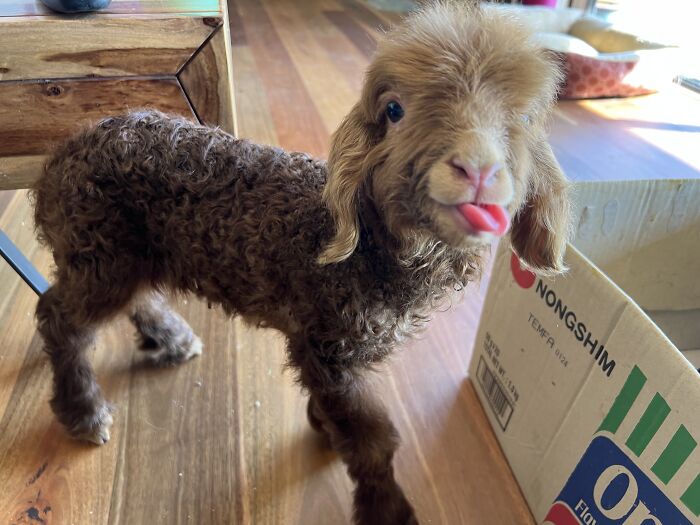 My Journey Of Hand-Rearing An Abandoned Lamb; Here Are The First Six Days My Journey Of Hand-Rearing An Abandoned Lamb; Here Are The First Six Days