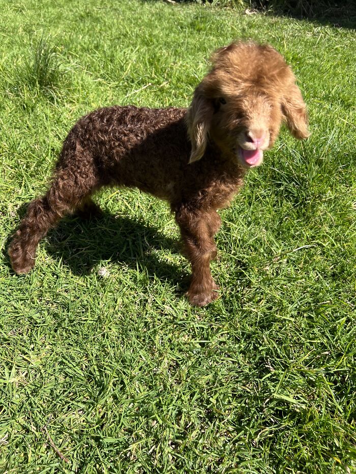 My Journey Of Hand-Rearing An Abandoned Lamb; Here Are The First Six Days My Journey Of Hand-Rearing An Abandoned Lamb; Here Are The First Six Days