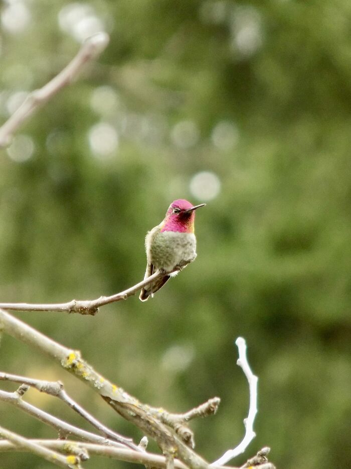 A Male Anna’s Hummingbird Or Calypte Hummingbird Looking Into The Distance