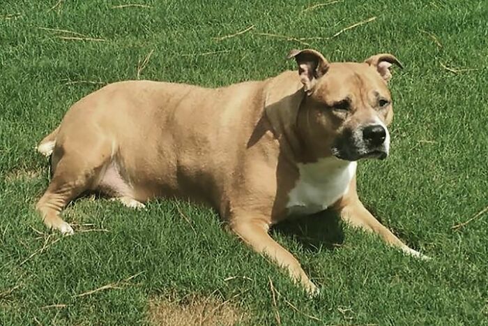 TikTok User Shared Emotional Last Day With Her Dog, Touched Almost 10 Million People Online TikTok User Shared Emotional Last Day With Her Dog, Touched Almost 10 Million People Online