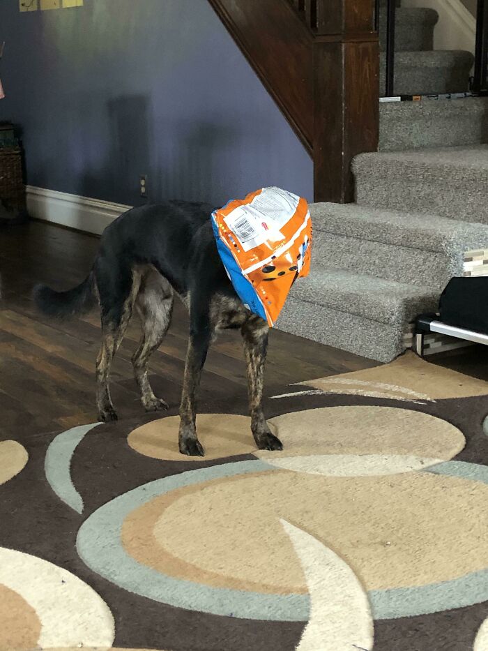 Got The Empty Cheetos Bag Stuck On His Head