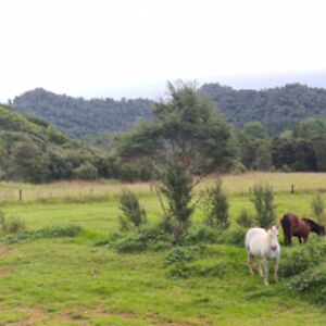 tawhiripihema avatar