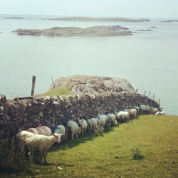 Irish Sheep Can't Handle The Heatwave