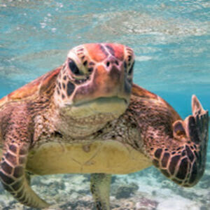 charliefarleydrbob avatar