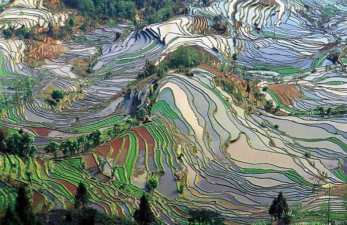 These Beautiful Rice Terraces Have Been In Use For Over A Thousand Years, Providing Water For Crops In 82 Villages To This Day
