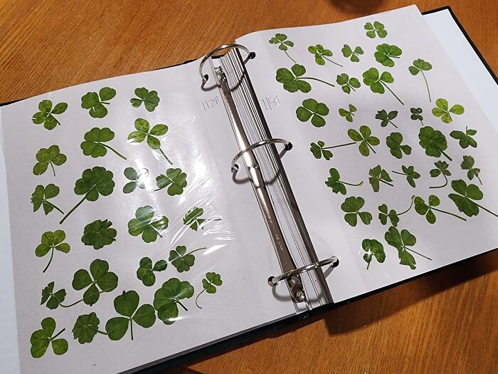 My 9-Year-Old Nephew Has Found Over 1500 "Lucky" Four-Leaf Clovers And Keeps Them In A Big Binder