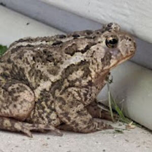 cassiereardon avatar